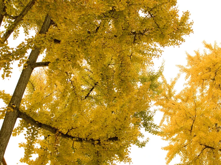 a large leafy tree with yellow leaves next to a fire hydrant