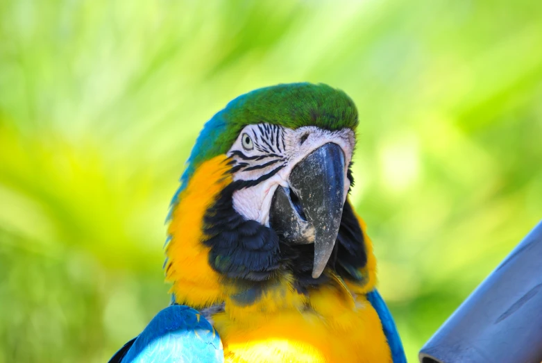 a bird with blue, yellow and green feathers sitting on a chair