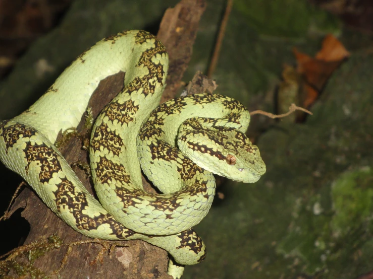 a close up view of a green and brown snake