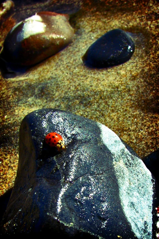 a red beetle sits on the top of a rock