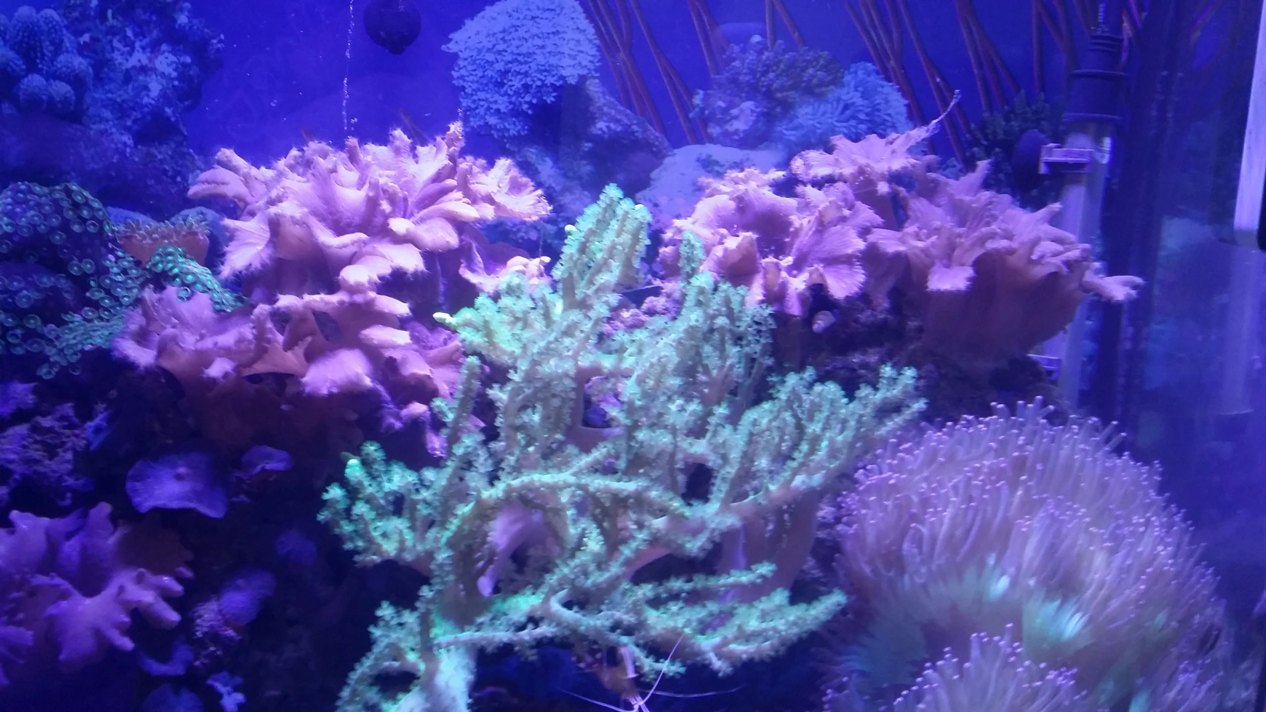 corals and anemonias in an aquarium setting