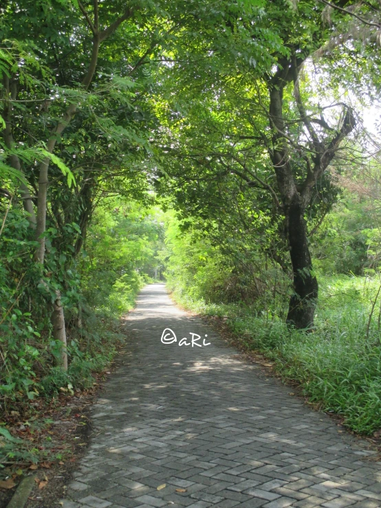 an alley with green leaves and trees on the sides