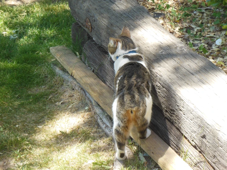 a cat standing on a wooden bench in the sunlight