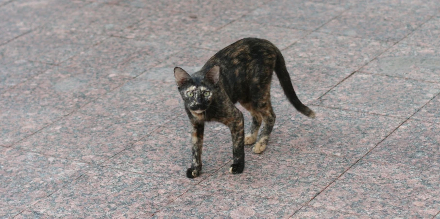 a brown, black and white cat is walking across a cement area