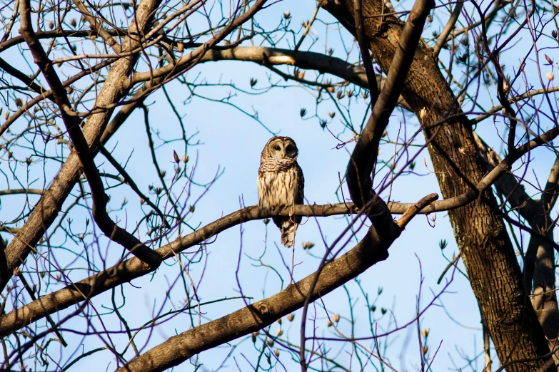 an owl sitting in a tree during the winter