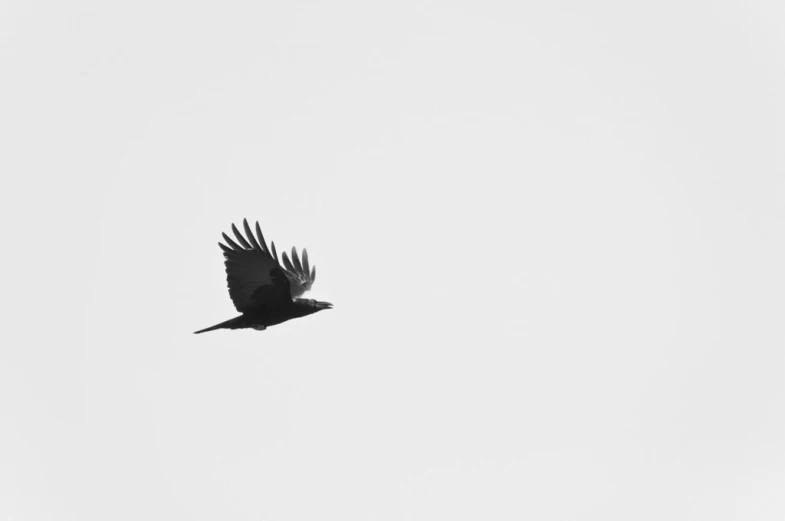 a black bird flying through the air on a clear day