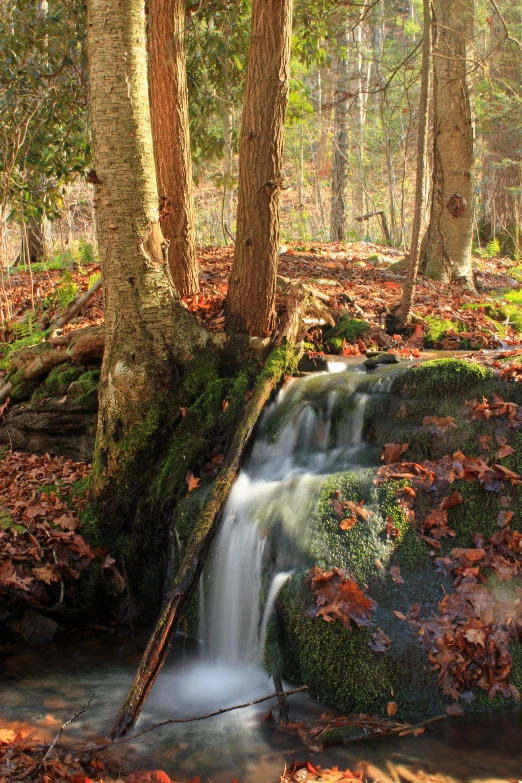 a small waterfall near the edge of some trees in autumn