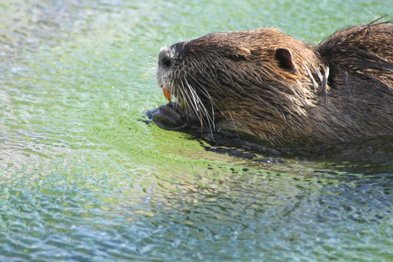 there is a beaver eating a piece of food in the water