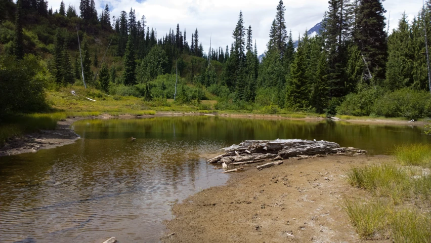 trees lining a valley with a pond in it