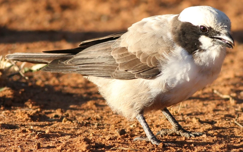 a bird standing on dirt area near dirt ground