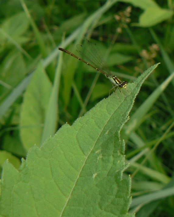 a small insect sitting on top of a green leaf