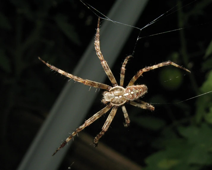 a large spider sits on its web while on its own