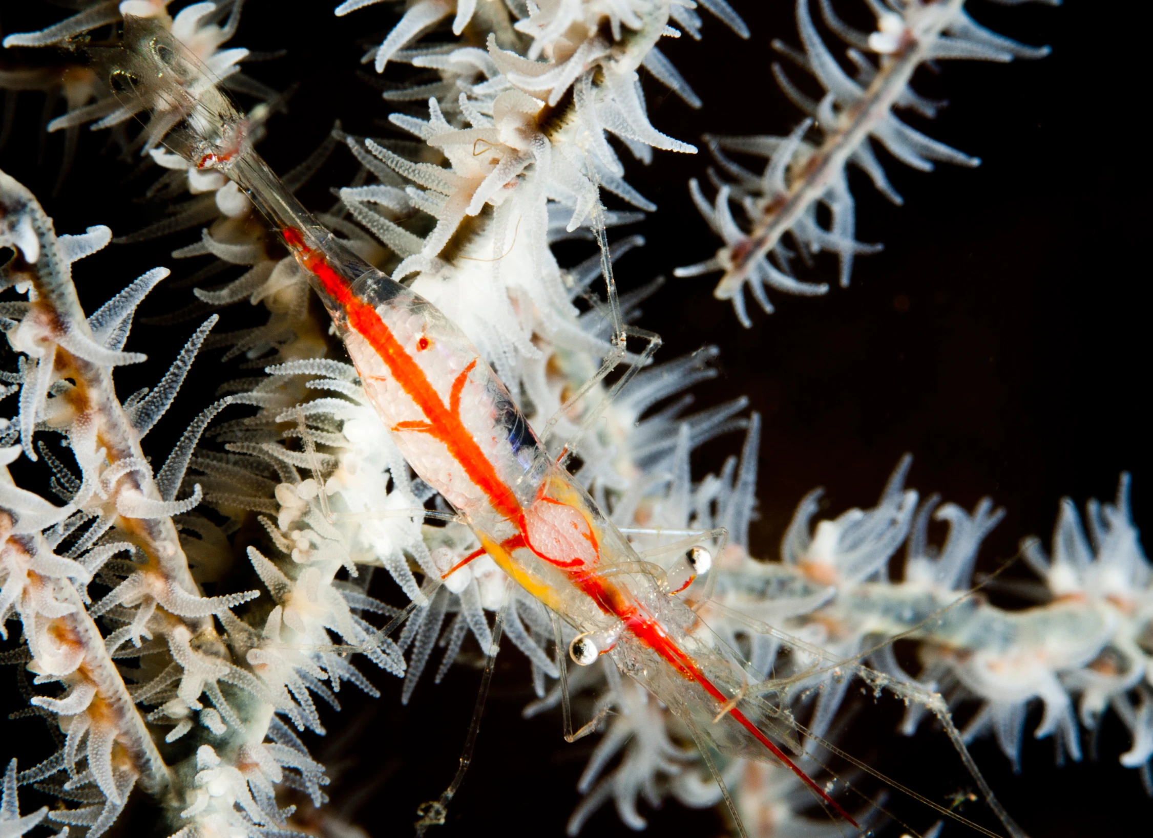 small orange and white shrimp in the water