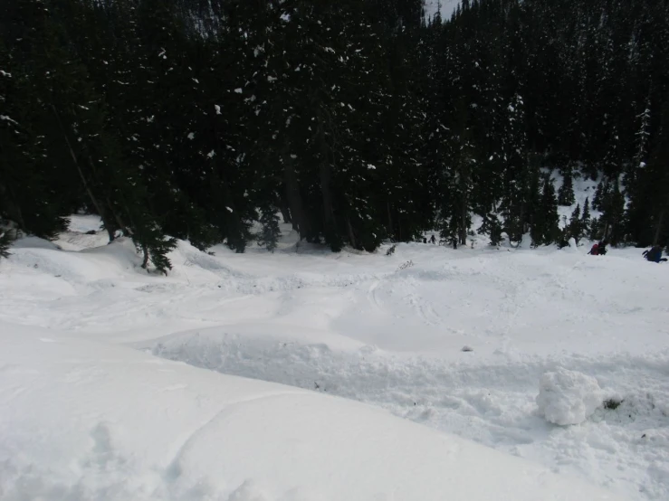 a snow covered ground near a forest on a snowy day