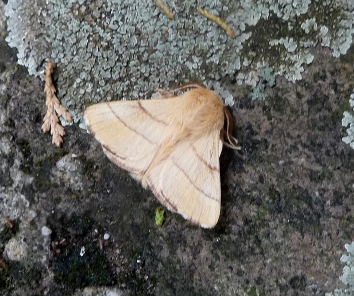 a moth on the moss near some leaves