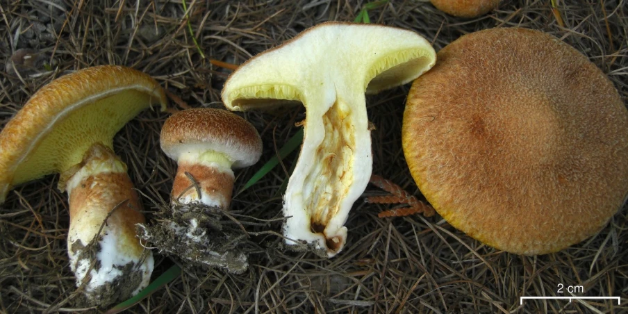 a group of mushrooms that are on the ground