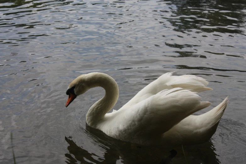 a goose swimming in a lake with very clean water