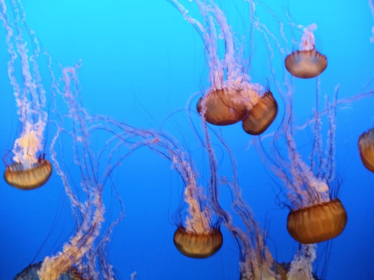 a group of jellyfish swims in a pool