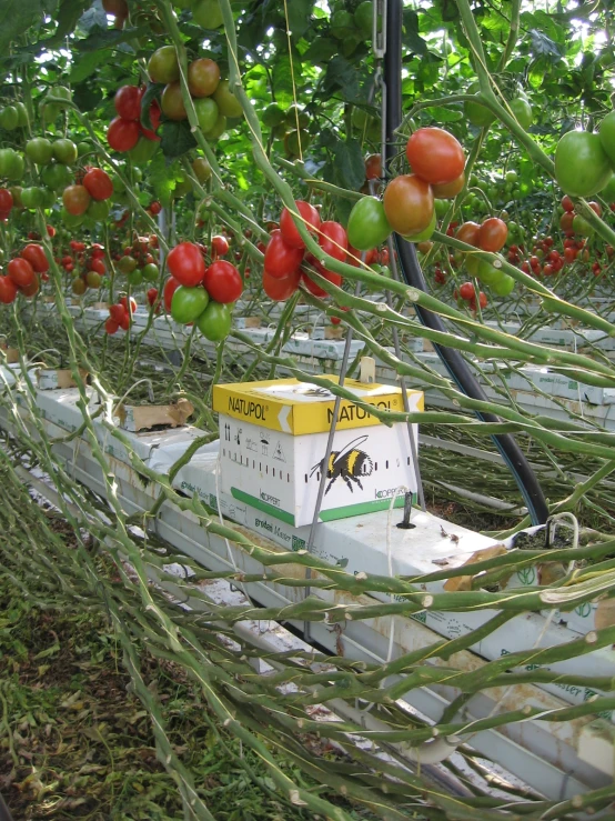 small tomatoes growing in rows and being grown