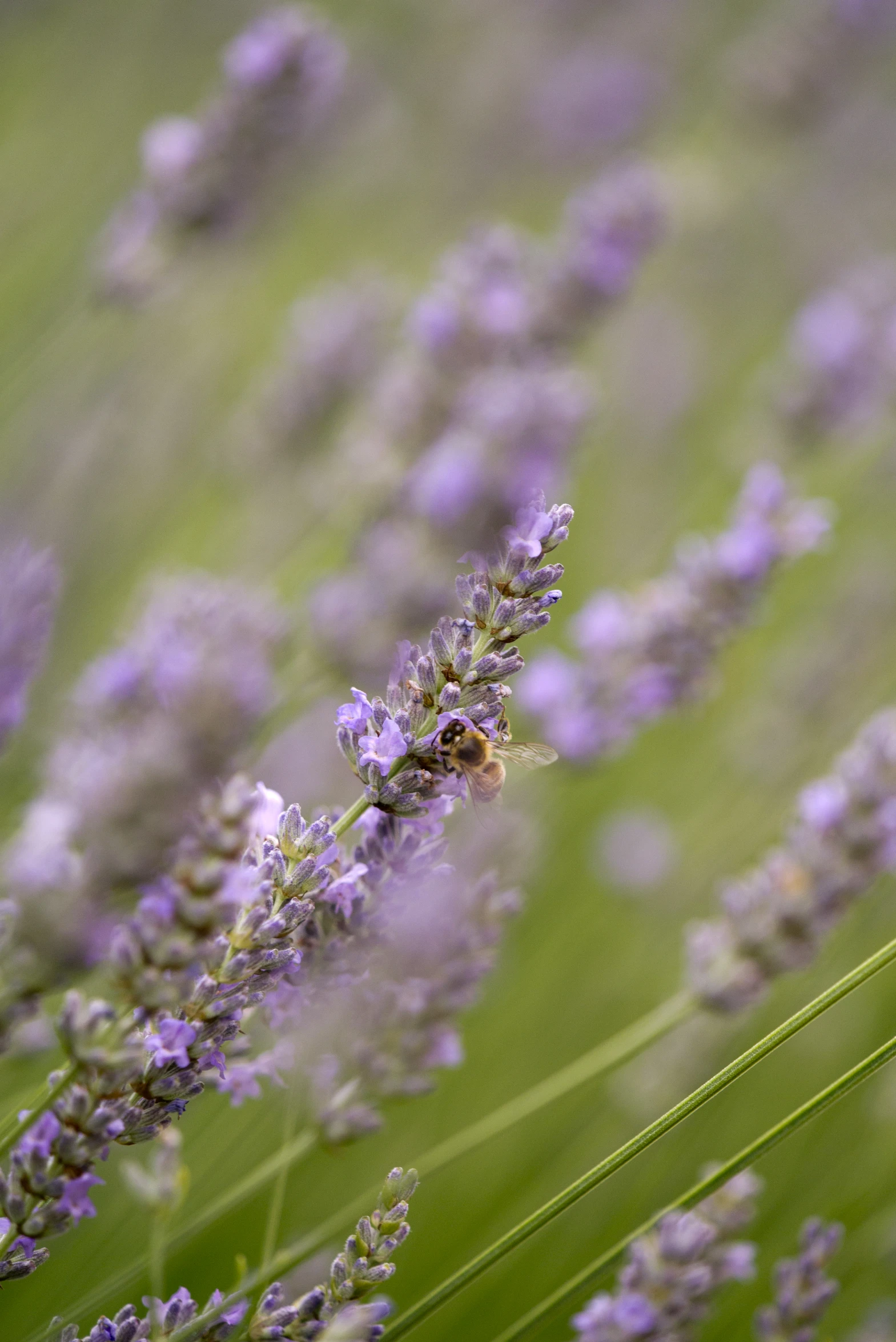 a bee is sitting on the end of some flowers