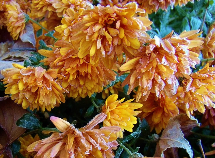 a group of flowers with water on them