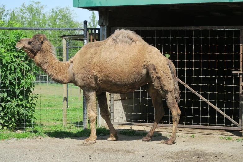 a very cute small brown camel near a metal fence