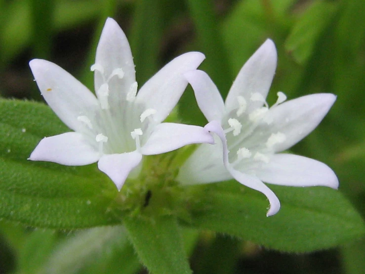 small white flowers with green leaves in the background