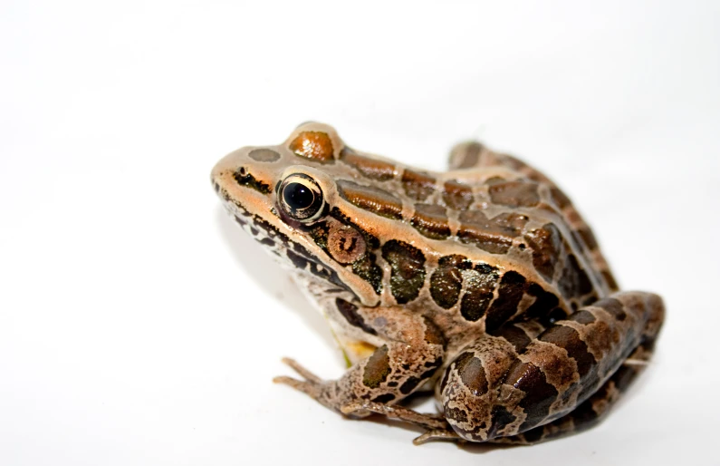 a frog with orange stripes and black eyes