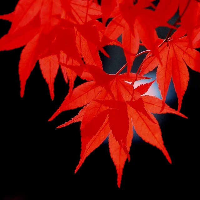 red leaves are shown against a dark background