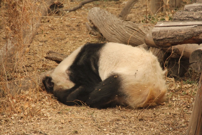 a large panda laying on the ground surrounded by dry grass