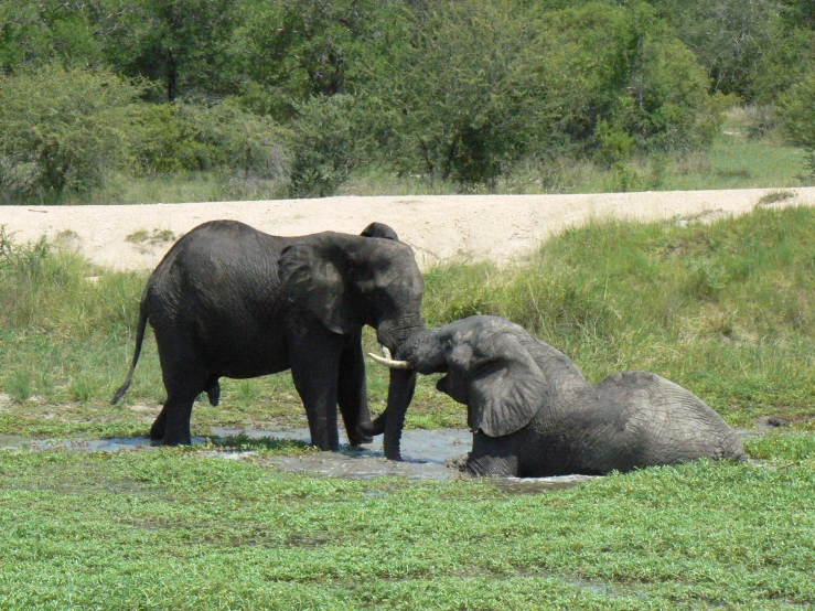 two elephants playing in a stream of water