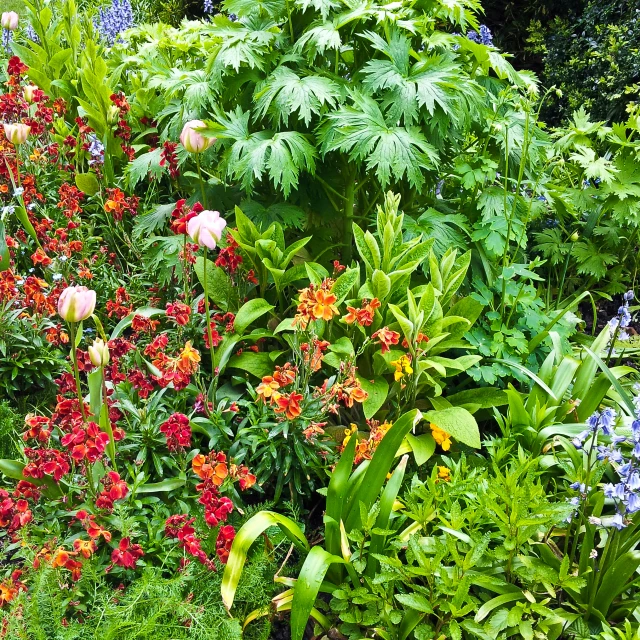 a garden with various flowers and plants