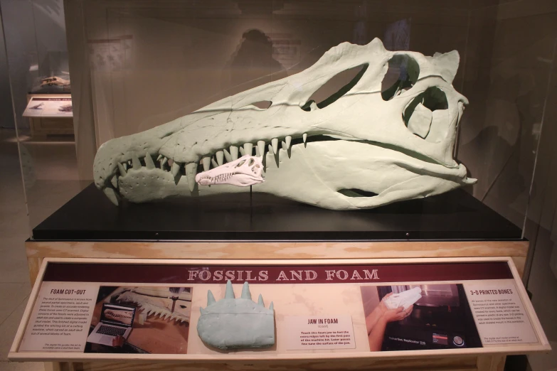 a dinosaur fossil display inside a glass case