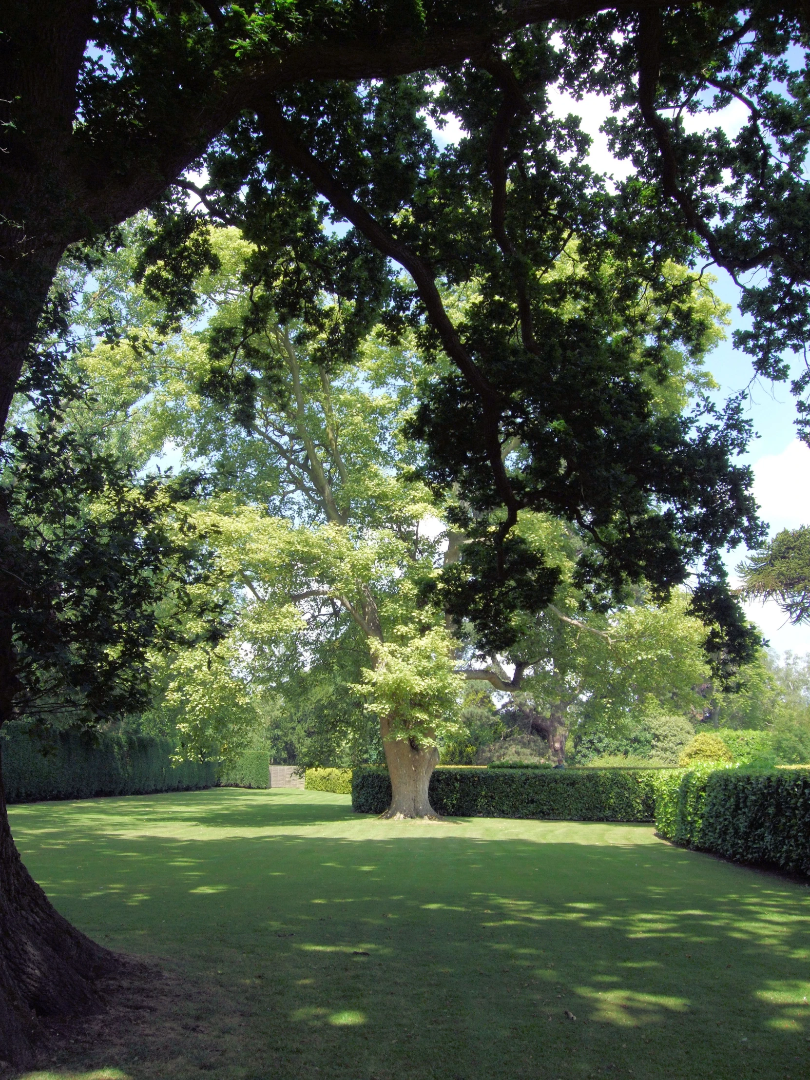 a grassy area with trees, shrubs, and a fire hydrant