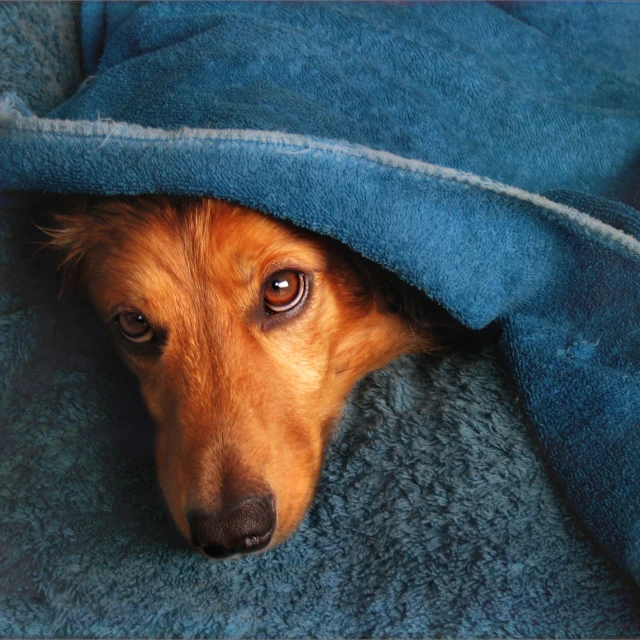 dog under blue blanket with head peeking out from under the covers