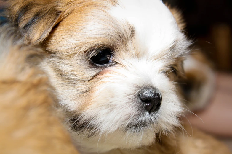 a close up of a small white and brown dog