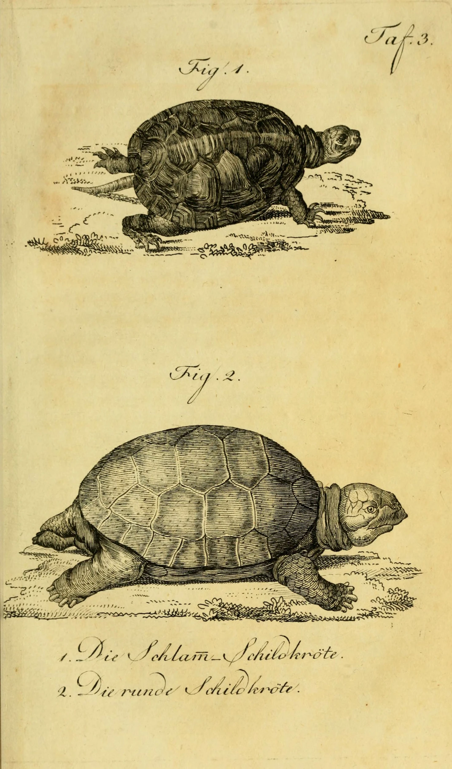 two drawings of turtles by anonymous, john the turtle