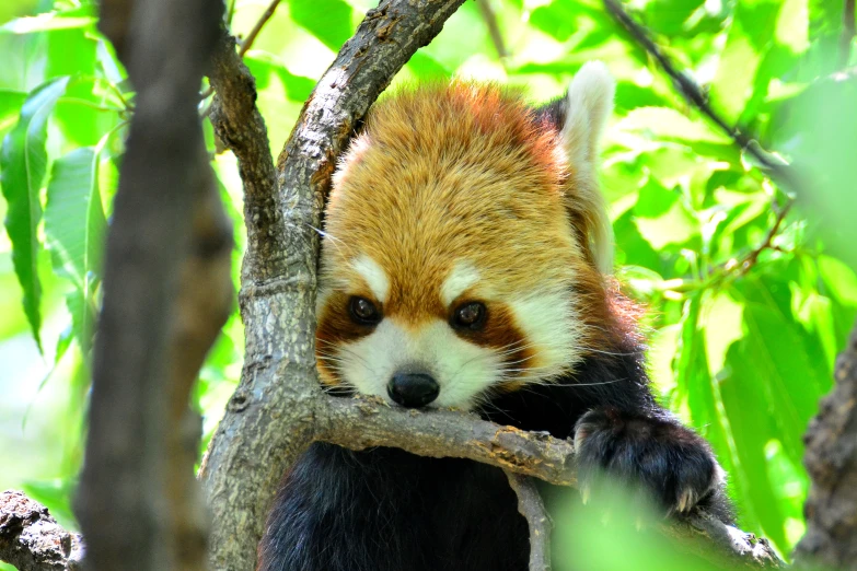 red panda sleeping on a tree nch in the wild