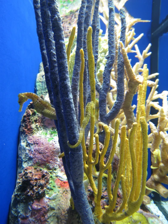 a closeup of the blue corals with other algae