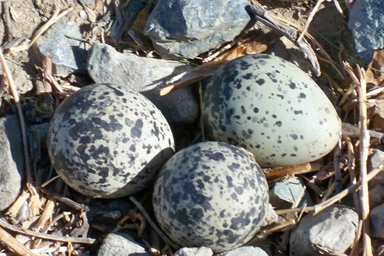 some brown and black dots on some rocks