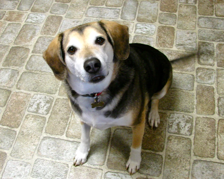 a dog is sitting down on the floor