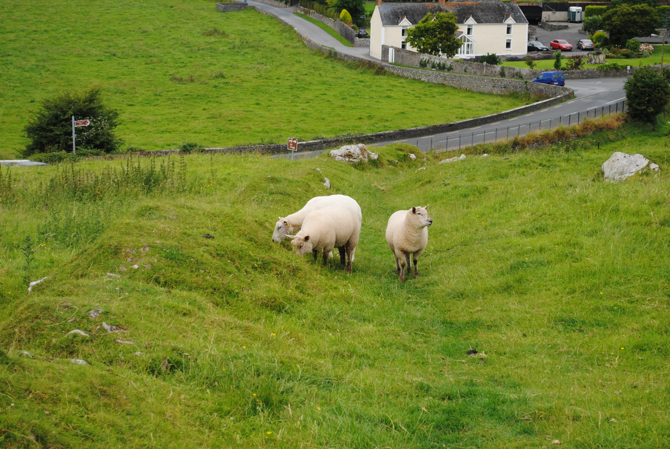 there are two sheep grazing in a field