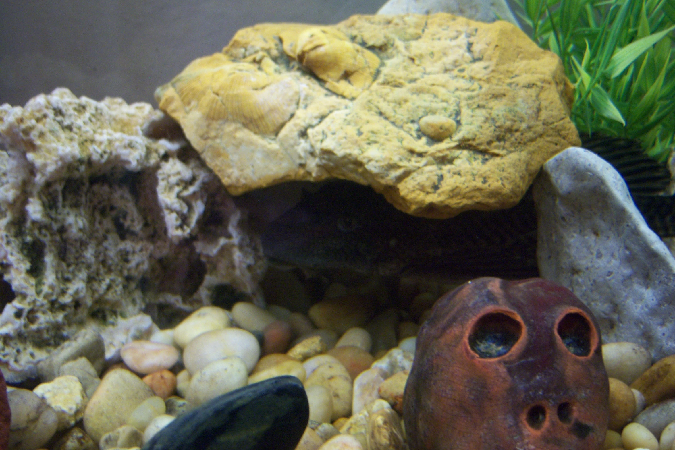 an animal skull is among some rocks and plants