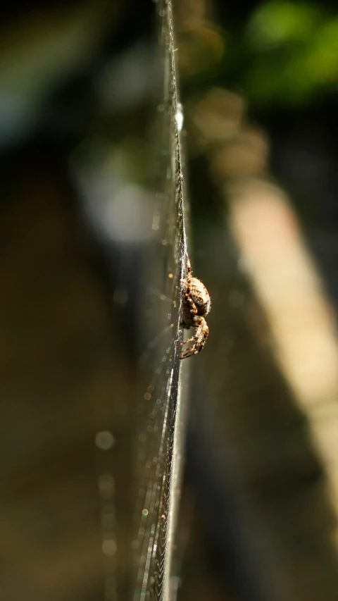 small spider sitting on the side of the web
