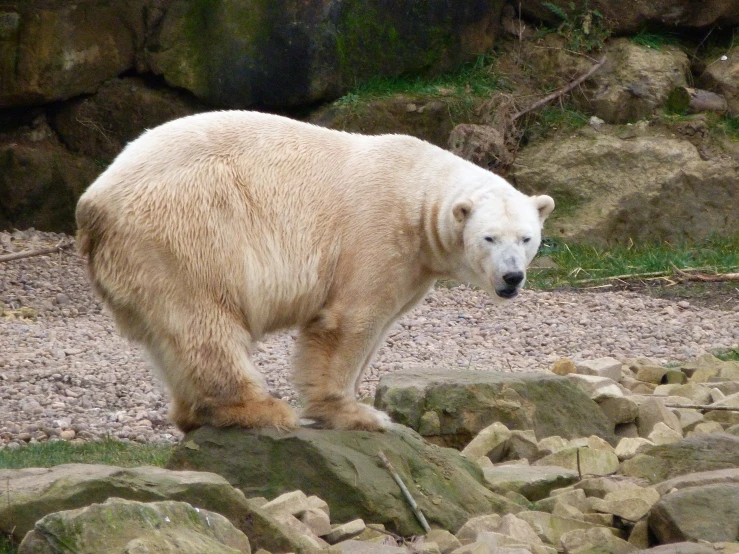 a large white polar bear walking near rocks