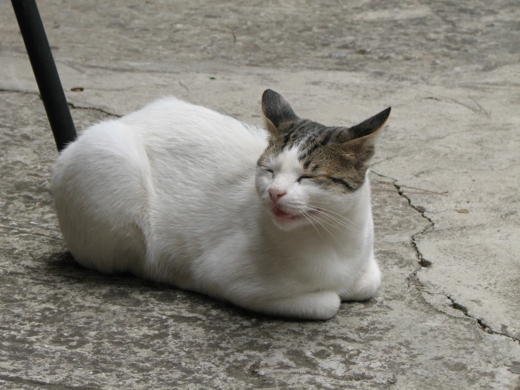 a cat sitting on the ground yawning