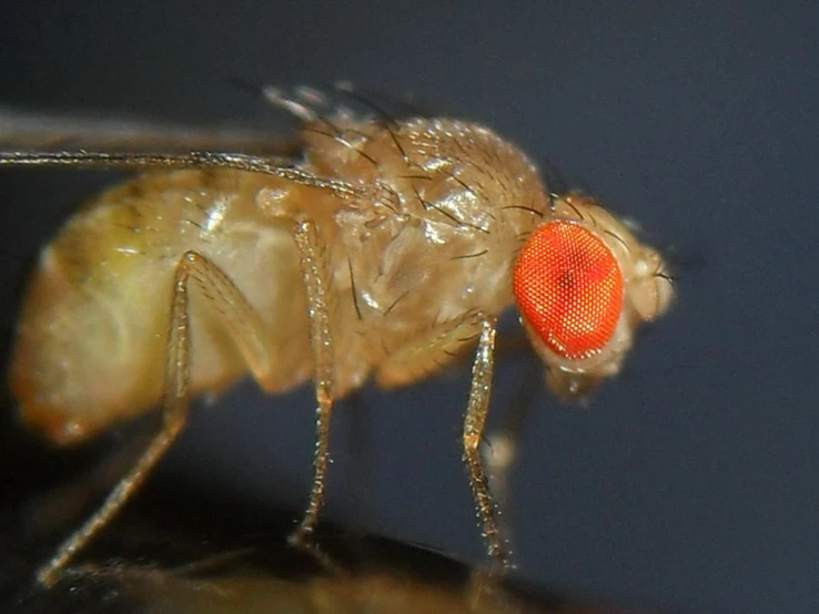 a close up po of a fly with a red eye