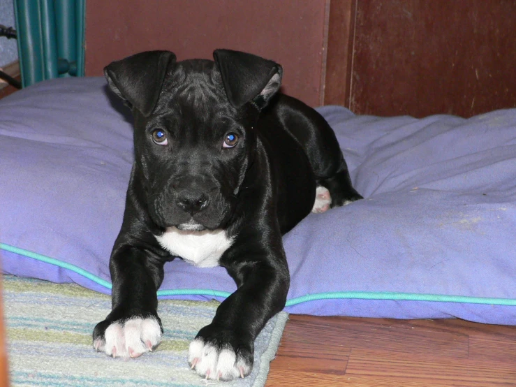 a black and white dog on purple and blue bedding