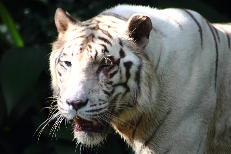 a white tiger standing in front of a forest