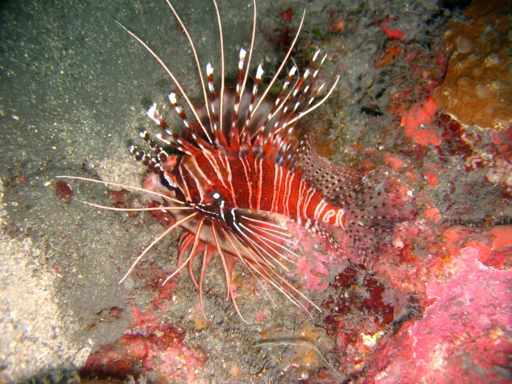 a red and white sea urchin is sitting on the bottom of rocks